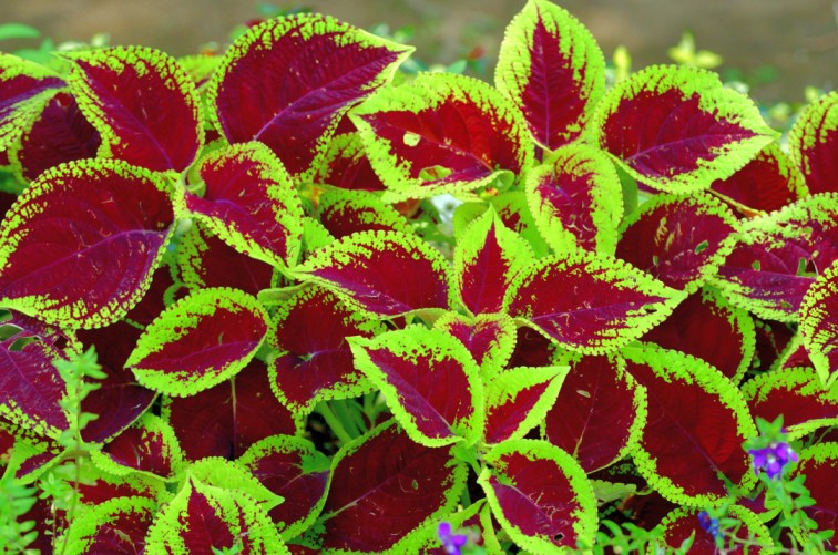 Red shop leaf plant